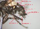 phasia barbifrons_addome e ovopositore