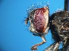 phasia barbifrons_capo (M)