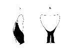 phasia girschneri_ovopositore (F) laterale destra(a) ventrale(b) scala 0,5mm