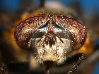 phasia hemiptera_capo (M) (frontale)