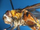 phasia hemiptera_torace e femore posteriore (M)