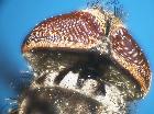 phasia obesa_scuto