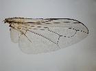 phasia pusilla_ala dx dorsale
