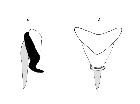 phasia subcoleoptrata_ovopositore (F) laterale destra(a) ventrale(b) scala 0,5mm