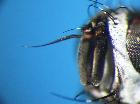 phyllomya procera_arista