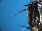 phyllomya volvulus_arista
