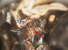phytomyptera bohemica_catepimero