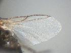phytomyptera lacteipennis_ala (M)