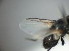 phytomyptera lacteipennis_ala sx
