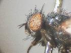 phytomyptera lacteipennis_capo (M)