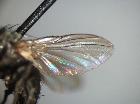 phytomyptera stackelbergi_ala sx