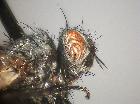 phytomyptera stackelbergi_capo (M)