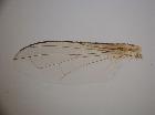 plesina claripennis_ala sx