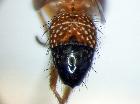 plesina deserticola_addome (paratype F)