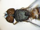 plesina deserticola_capo e torace in visione dorsale (holotype)