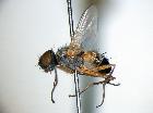 plesina deserticola_habitus (holotype)
