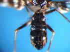 plesina phalerata_addome