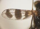 plesina phalerata_ala sx