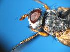 redtenbacheria insignis_capo