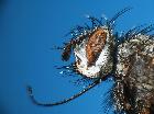 rhamphina pedemontana_capo (M)