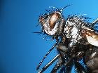 rhamphina rectirostris_capo (M)