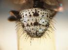 rondania cucullata_addome