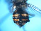 rondania fasciata_addome