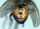 rondania rubens_addome (holotype)