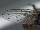 rondania rubens_ala (holotype)