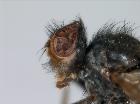 rondania rubens_capo (holotype)