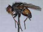 rondania rubens_habitus (holotype)