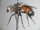 schineria tergestina_habitus (M)