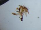 siphona grandistylum_gen2