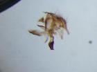 siphona grandistylum_gen3