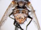 stomina angustifrons_addome (M)