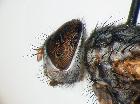 stomina angustifrons_capo (holotype)