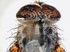 stomina angustifrons_capo in visione dorsale (holotype)