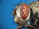 stomina caliedrata_capo (F) (latero-frontale)