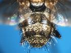 stomina caliendrata_addome (M)