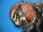 stomina caliendrata_capo (M) (latero-frontale)