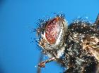 stomina caliendrata_capo (M)
