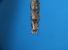 stomina caliendrata_tarso anteriore (F)