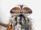 stomina kugleri_capo in visione dorsale (holotype)