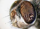 stomina kugleri_capo in visione latero-dorsale (holotype)