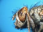 stomina tachinoides_ capo (M)