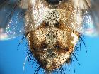 stomina tachinoides_addome (M)