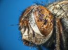 stomina tachinoides_capo (M) (latero-frontale)