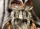 stomina tachinoides_scuto (M)