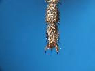 stomina tachinoides_tarso anteriore (F)