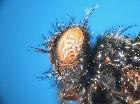 synactia parvula_capo (F)